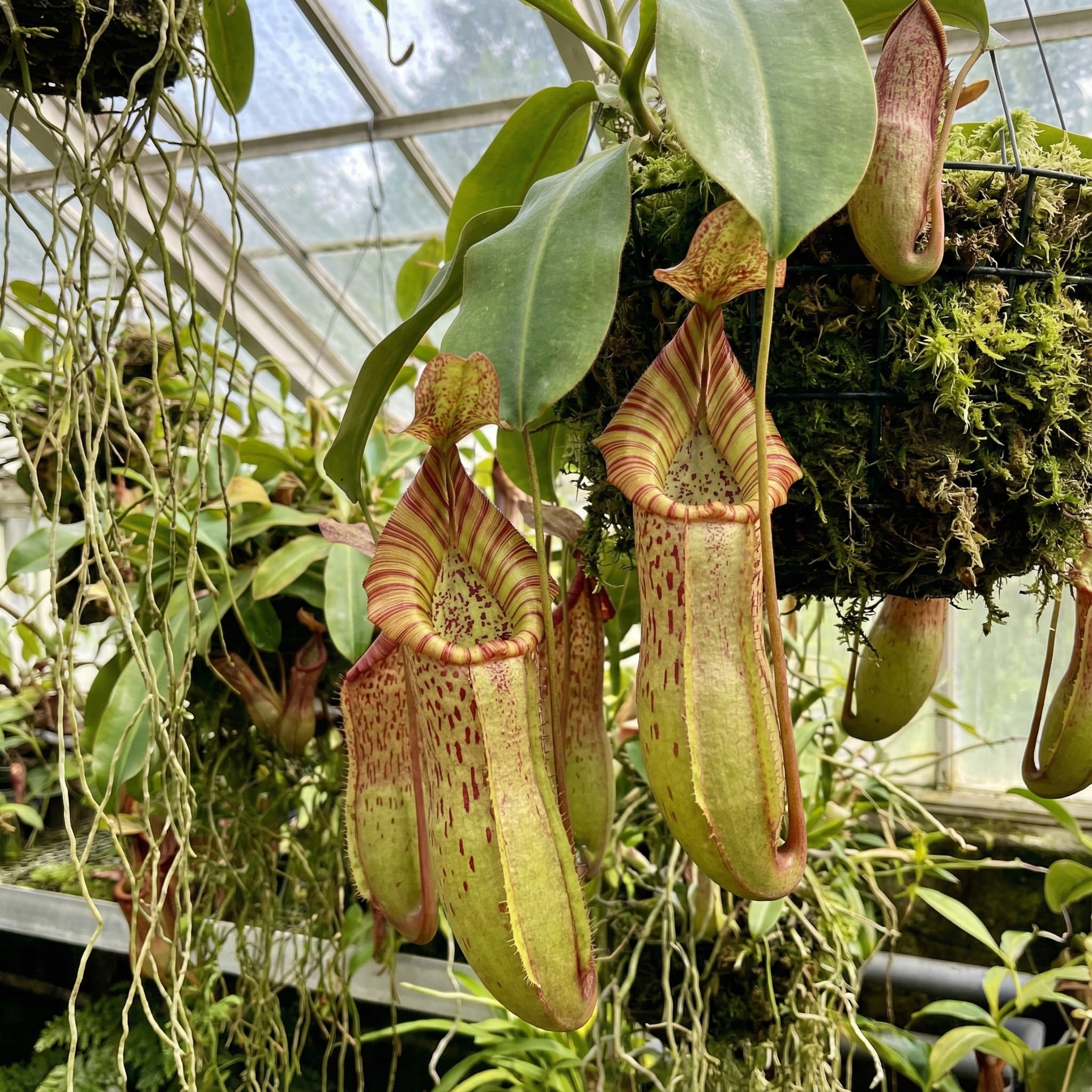 Nepenthes 'Gaya'