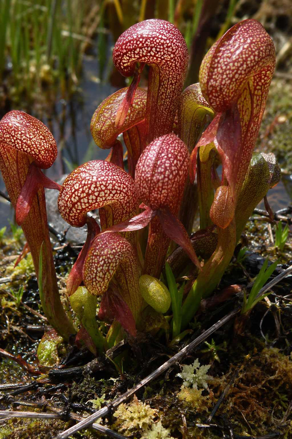 Darlingtonia californica — Red Form