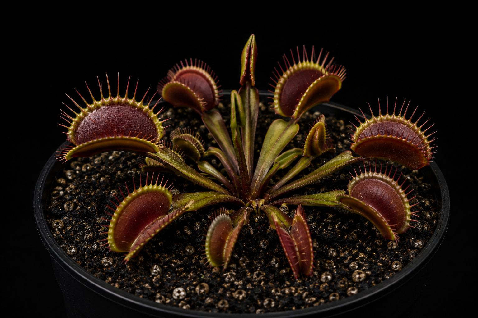 Dionaea muscipula 'All Red Wilhelma'