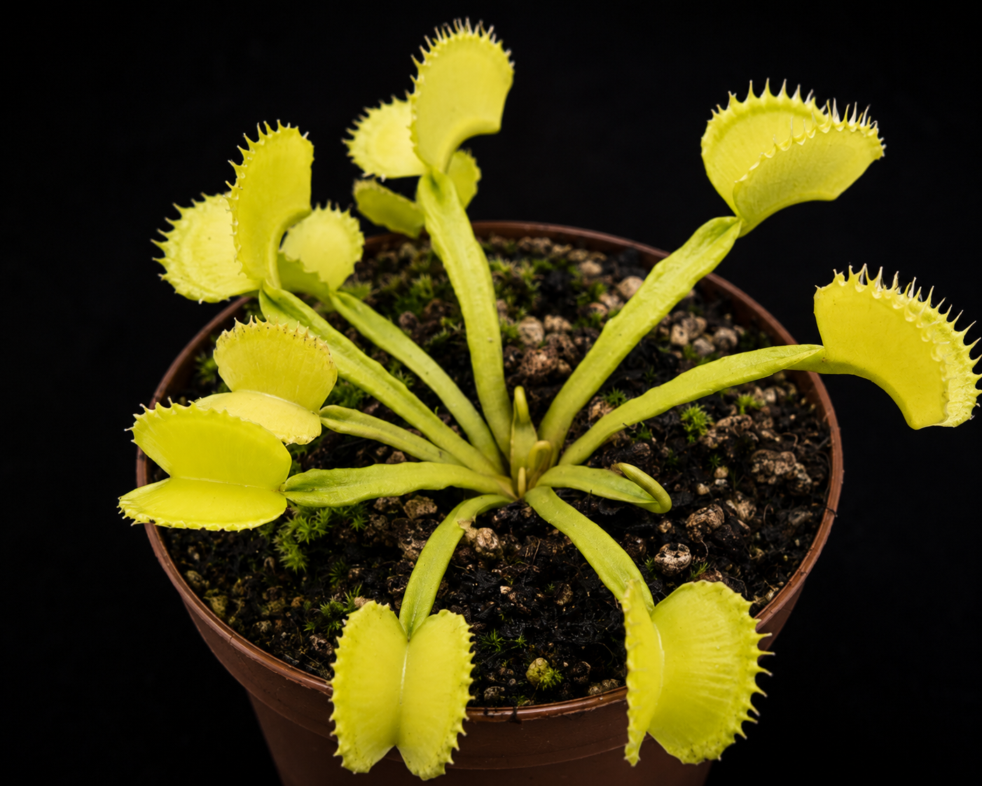 Dionaea muscipula 'GJ Basmati'