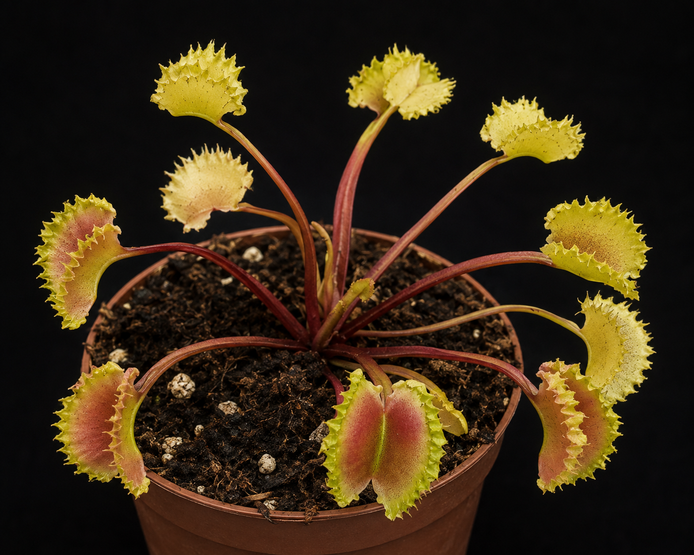 Dionaea muscipula — Blizz