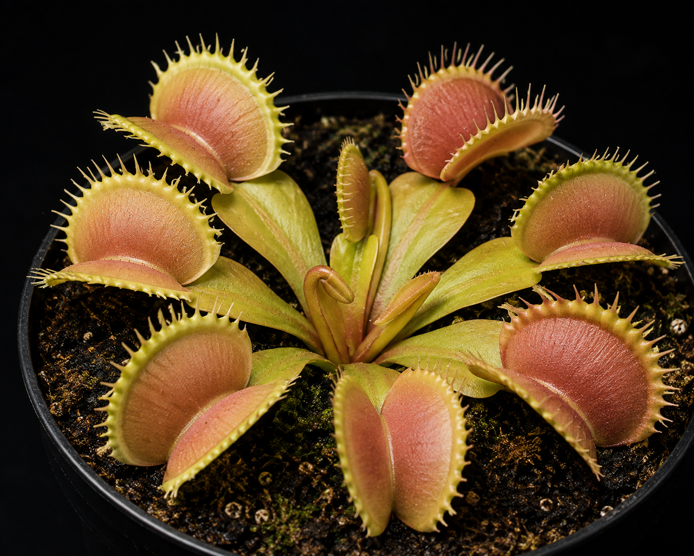 Dionaea muscipula 'Giant Peach'