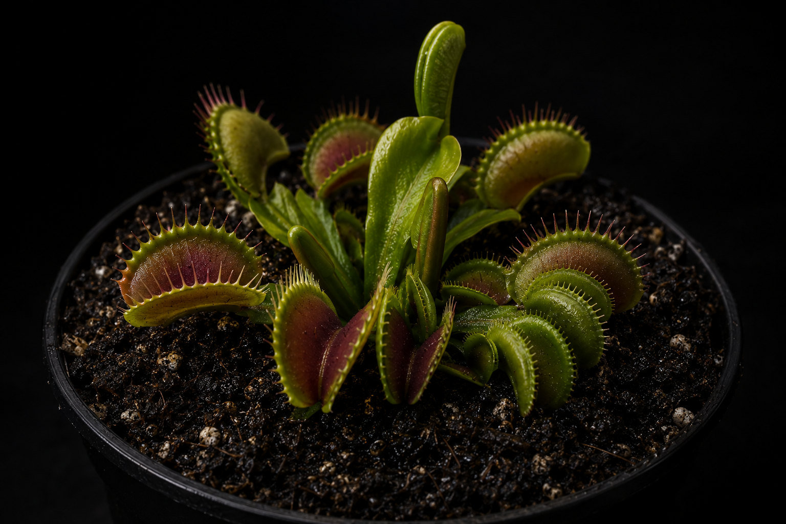 Dionaea muscipula 'GJ Goliath'