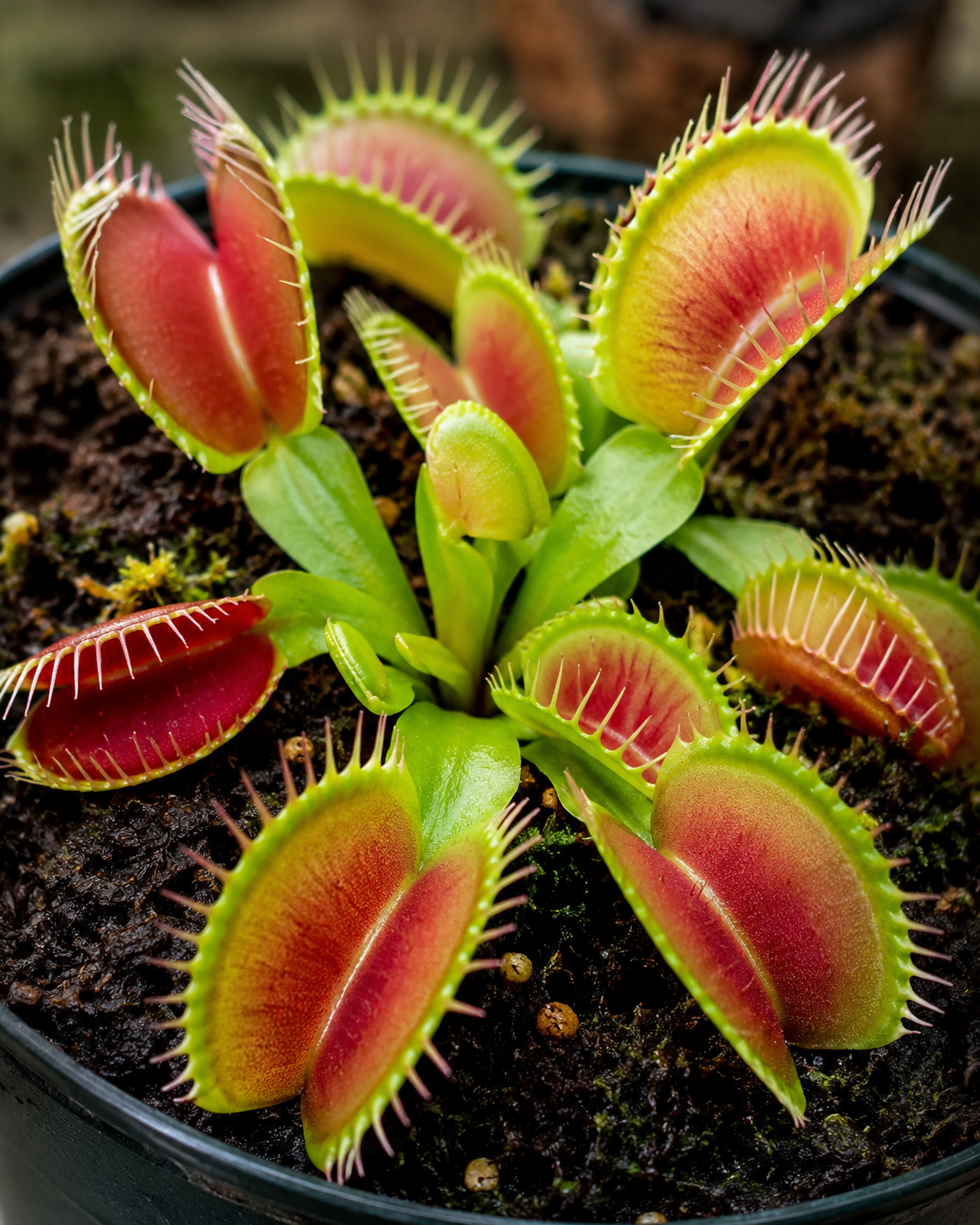 Dionaea muscipula
