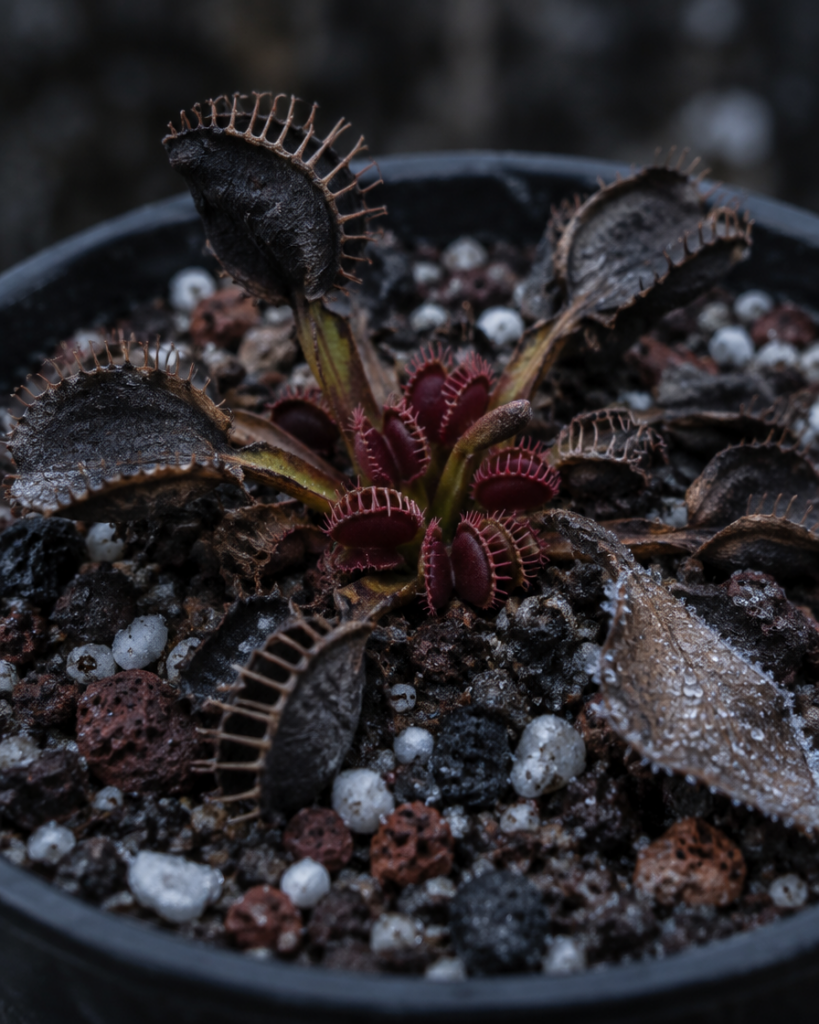 Venusfliegenfalle (Dionaea muscipula) in Winterruhe mit geschwärzten äußeren Fallen und kleinen neuen dunkelroten Fallen im Zentrum, im mineralischen Karnivoren-Substrat