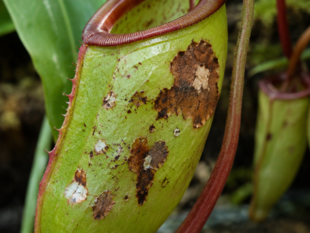Nahaufnahme eines Nepenthes-Blattes mit braunen und hellen Flecken auf der Blattoberfläche