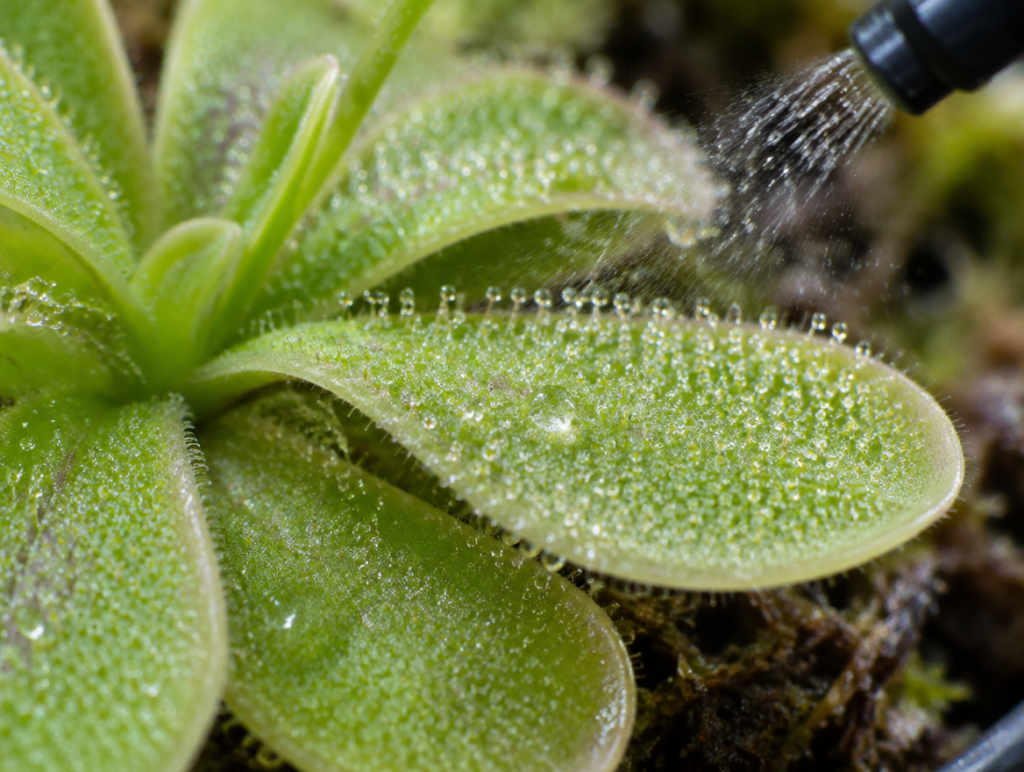Nahaufnahme eines Pinguicula-Blattes mit Tropfen einer verdünnten Düngerlösung auf der klebrigen Blattoberfläche