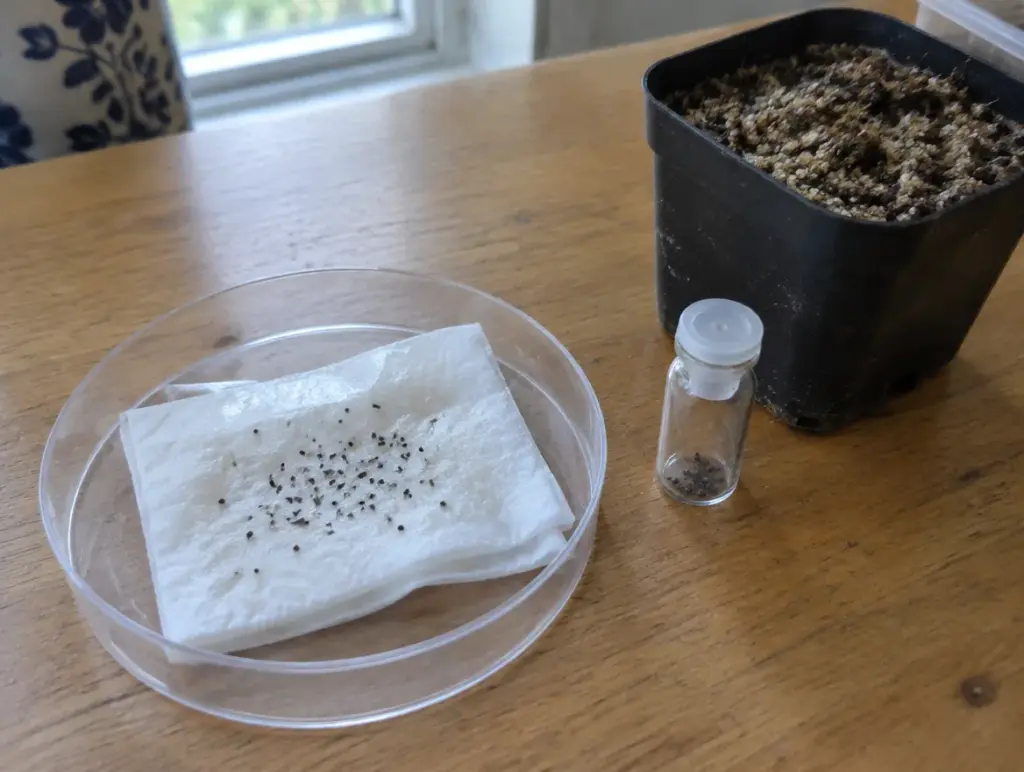 Kleine dunkle Byblis-Samen auf einem gefalteten weißen Papiertuch in einer Petrischale, daneben ein Glasfläschchen mit Samen und ein schwarzer Topf mit Sand-Torf-Substrat auf einem Holztisch
