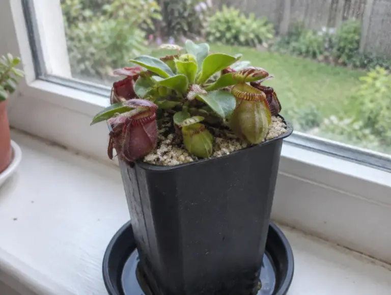 Cephalotus follicularis in einem hohen schwarzen Topf auf einer Fensterbank, mehrere kleine rote und grüne Kannen mit gerippten Rändern zwischen flachen grünen Blättern, auf dem Substrat eine Schicht aus hellem grobem Sand, der Topf steht in einem Untersetzer mit wenig Wasser