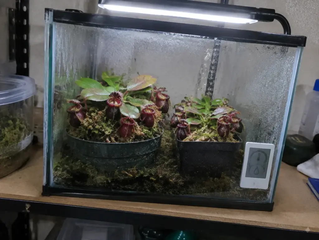 Zwei Töpfe mit Cephalotus follicularis mit dunkelroten Kannen und grünen Flachblättern stehen auf Torfmoos in einem beschlagenen Glasterrarium, darüber eine weiße LED-Pflanzenlampe, im Terrarium ein kleines Thermo-Hygrometer