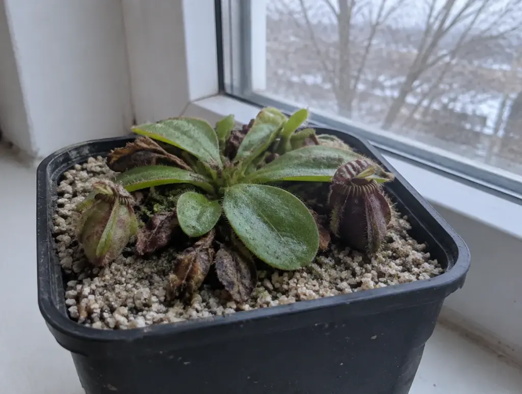 Cephalotus follicularis in einem schwarzen Topf auf einer Fensterbank im Winter, überwiegend flache grüne Blätter, nur wenige kleine Kannen, einige alte braune Blätter, auf dem Substrat grober heller Sand, draußen graues Winterlicht und ein kahler Baum