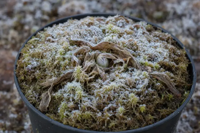 Topf mit Fettkraut im Winter, die Sommerrosette ist vertrocknet, in der Mitte sitzt eine kleine Winterknospe im vereisten Moos