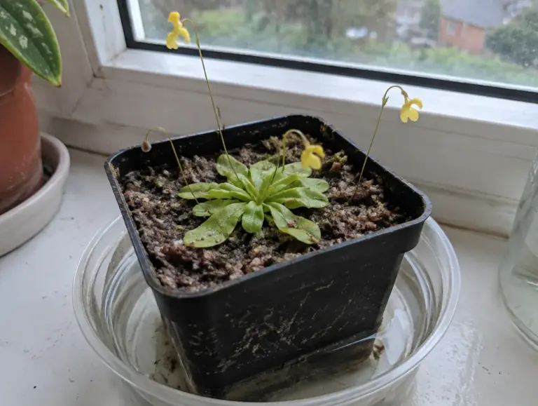 Genlisea (Reusenfalle) in einem schwarzen Plastiktopf auf einer Fensterbank, flache Rosette aus hellgrünen, paddelförmigen Blättern auf nassem Torf-Sand-Substrat, drei dünne Blütenstiele mit kleinen gelben Blüten, der Topf steht in einer flachen durchsichtigen Schale mit Wasser