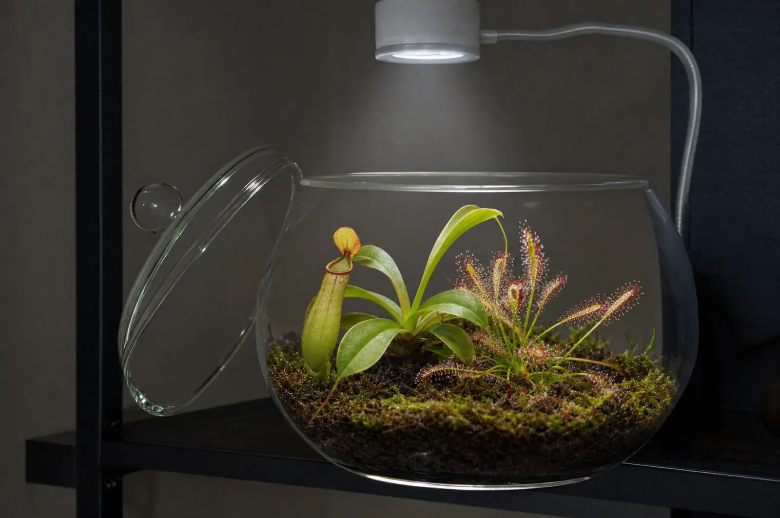 Glasterrarium mit geöffnetem Deckel, darin eine junge Nepenthes mit Kanne und ein Sonnentau unter einer LED-Lampe