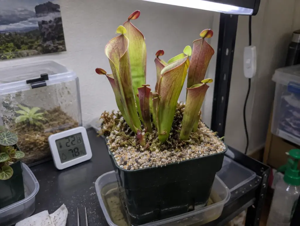 Heliamphora in einem schwarzen Topf auf einem Regal unter einer weißen LED-Pflanzenlampe, aufrechte grüne und rötliche Kannen mit kleinen Nektarlöffeln, auf dem Torfmoos eine Schicht aus grobem Sand, der Topf steht in einer Schale mit wenig Wasser, daneben ein Thermo-Hygrometer