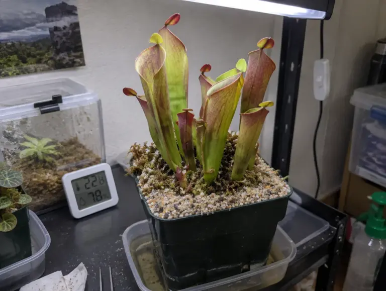 Heliamphora in einem schwarzen Topf auf einem Regal unter einer weißen LED-Pflanzenlampe, aufrechte grüne und rötliche Kannen mit kleinen Nektarlöffeln, auf dem Torfmoos eine Schicht aus grobem Sand, der Topf steht in einer Schale mit wenig Wasser, daneben ein Thermo-Hygrometer