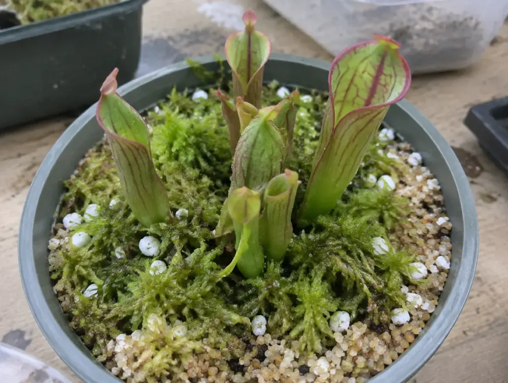 Blick auf einen grünen Kunststofftopf mit Heliamphora: mehrere junge grüne Kannen mit roten Adern wachsen aus lebendem Torfmoos und weißen Perlitkörnern, die Oberfläche ist mit grobem Sand abgedeckt