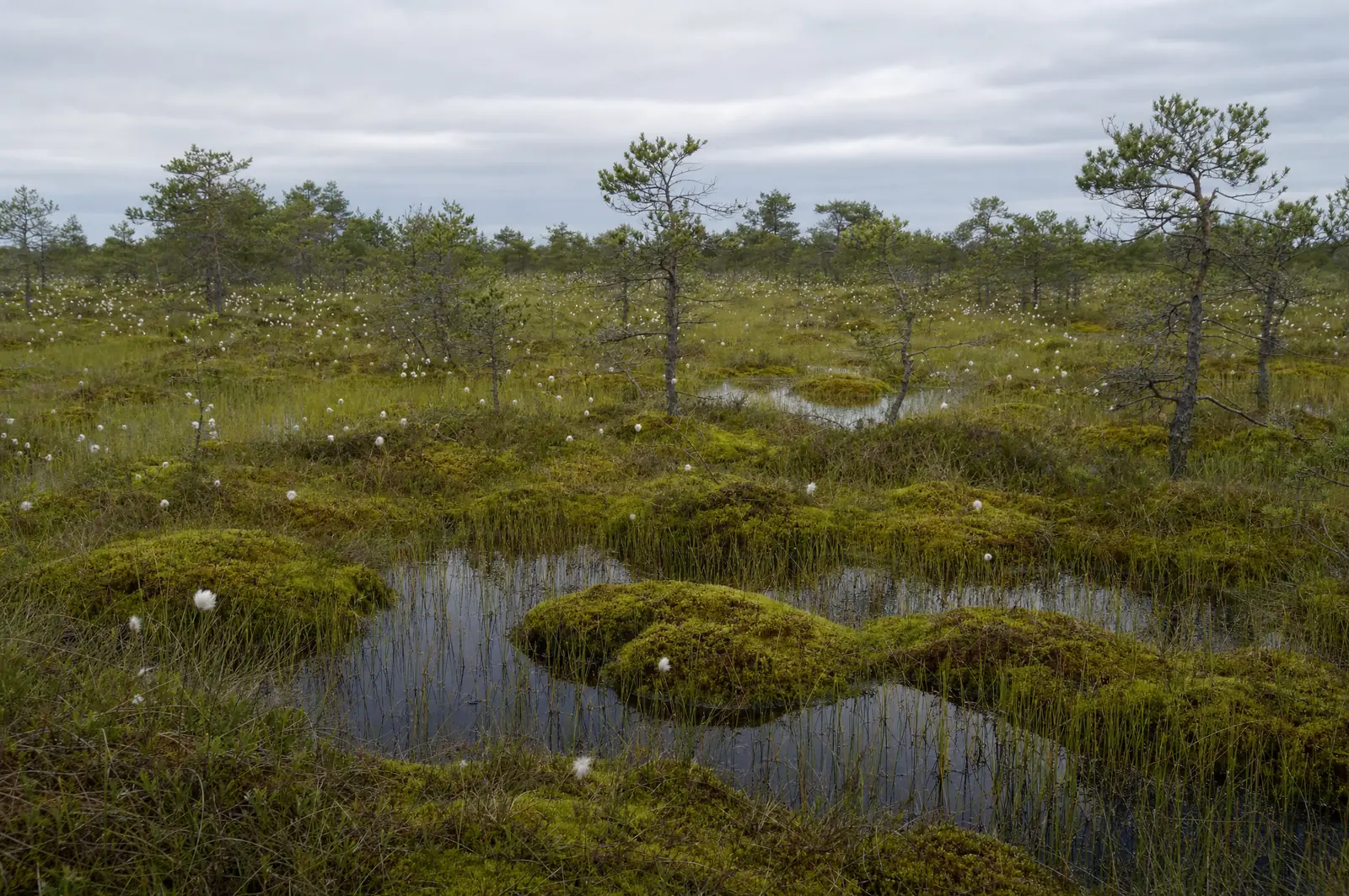 Hochmoorlandschaft mit moosbewachsenen Bulten, wassergefüllten Schlenken, Wollgras und niedrigen Kiefern