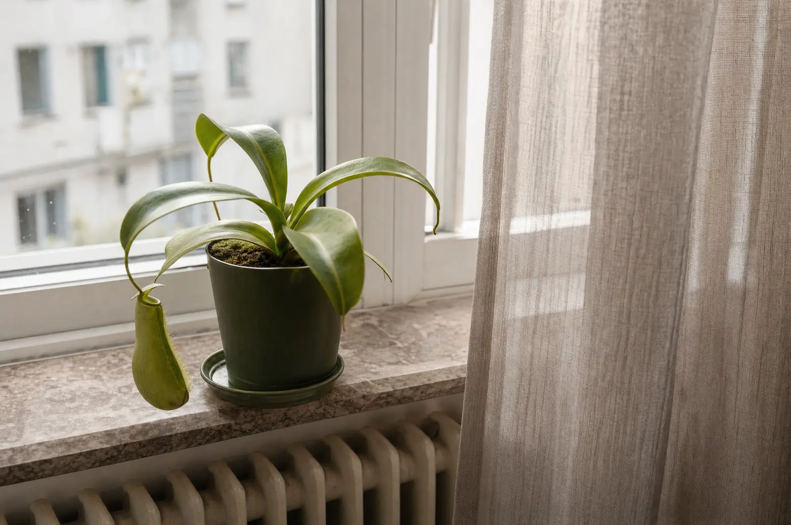 Junge Kannenpflanze mit einer Kanne auf einer Fensterbank über einem Heizkörper, daneben ein halb geöffneter Vorhang