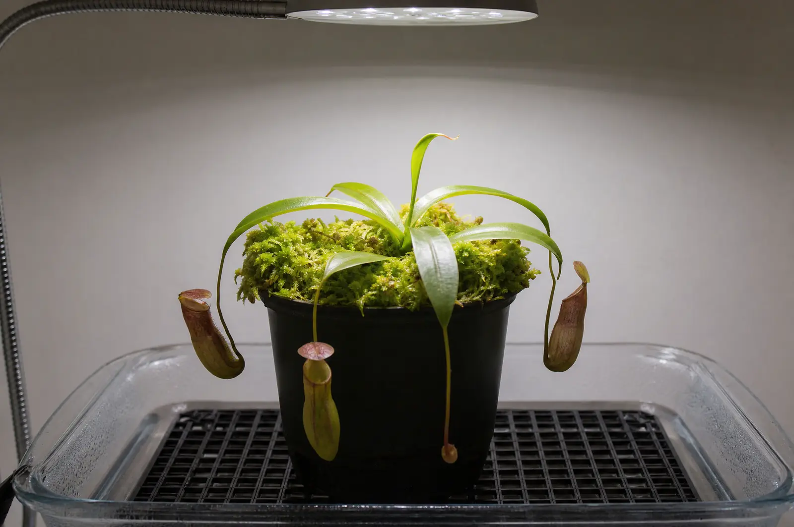 Kannenpflanze mit Moosauflage im Topf auf einem Kunststoffgitter über einer Wasserschale, darüber eine LED-Lampe