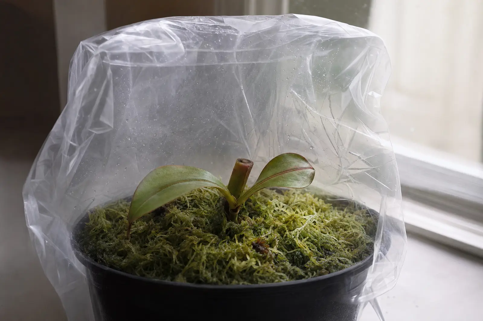 Nepenthes-Steckling mit zwei Blättern in einem Topf mit feuchtem Torfmoos unter einem durchsichtigen Beutel