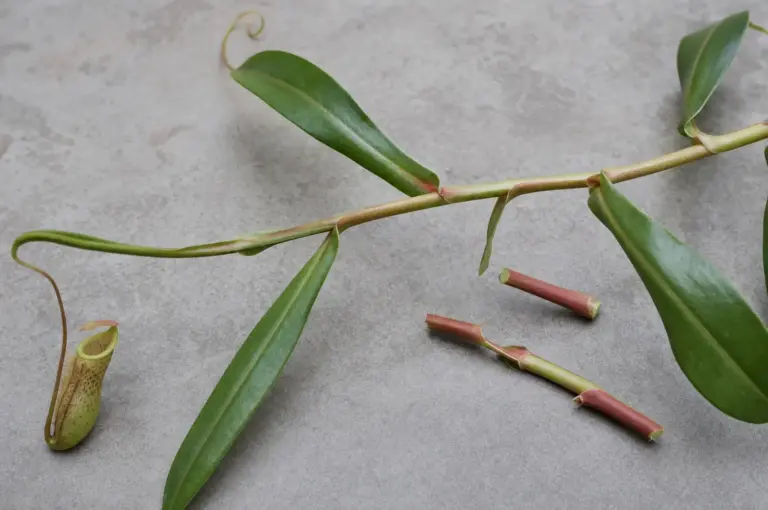 Nepenthes-Trieb mit langen Blättern und Ranken, daneben eine kleine Kanne und zwei geschnittene Triebabschnitte auf einem grauen Tisch