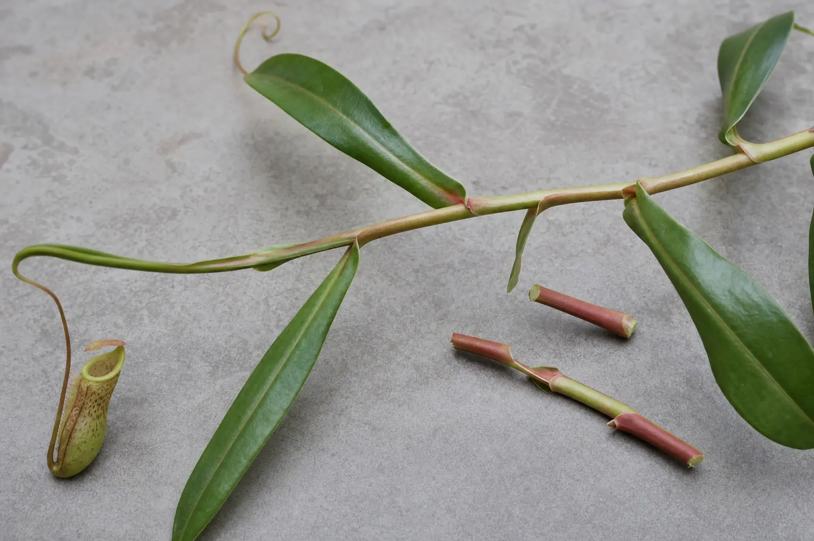 Nepenthes-Trieb mit langen Blättern und Ranken, daneben eine kleine Kanne und zwei geschnittene Triebabschnitte auf einem grauen Tisch