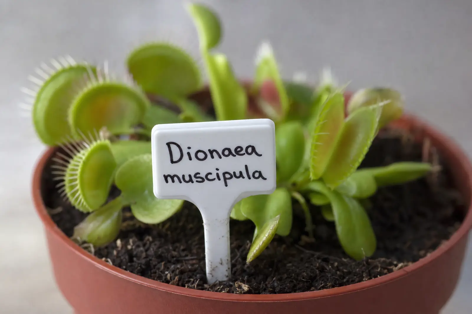 Pflanzenetikett mit dem Namen Dionaea muscipula in einem Topf mit Venusfliegenfalle