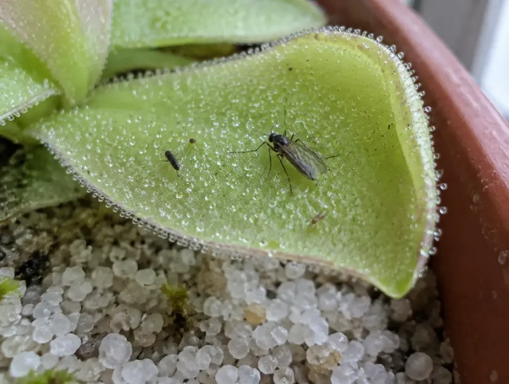 Nahaufnahme eines klebrigen, tauglänzenden Fangblatts einer Pinguicula mit zwei kleinen Insekten, darunter eine Abdeckung aus grobem hellem Quarzsand auf dem Substrat