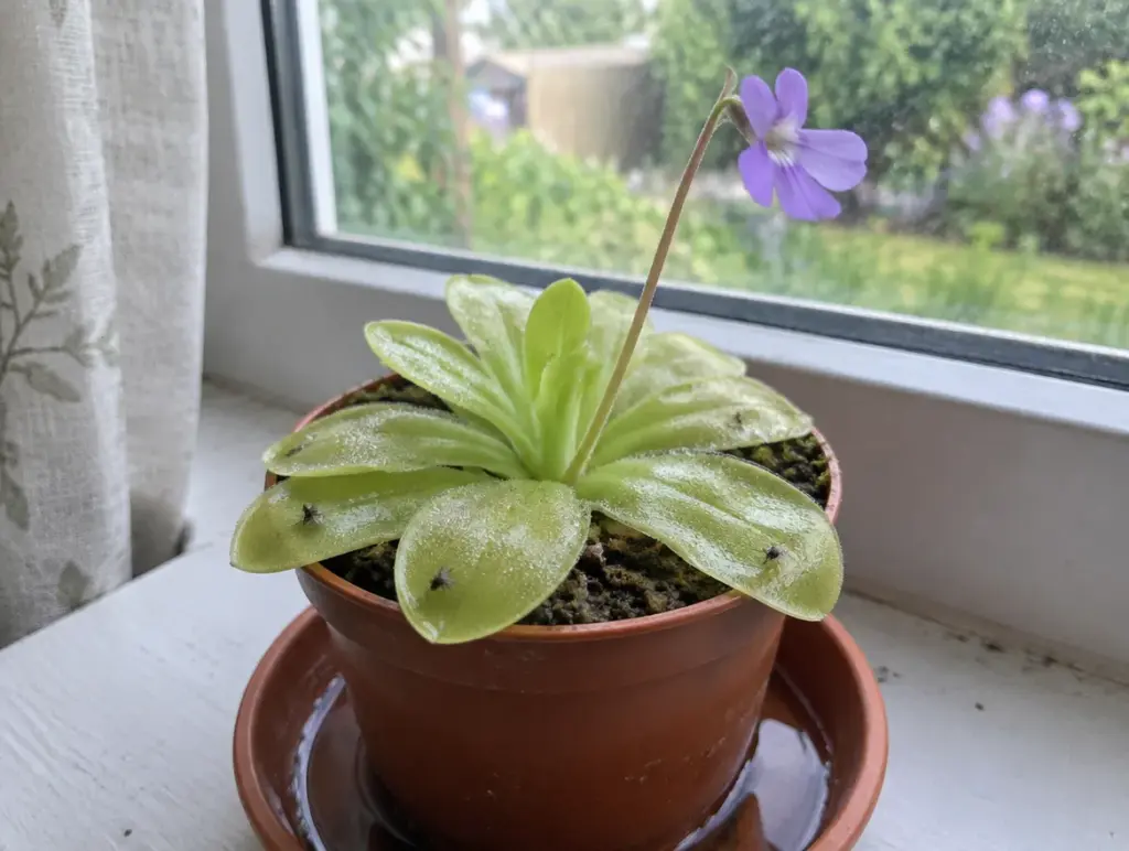 Mexikanische Pinguicula mit klebriger, hellgrüner Sommerrosette und einer violetten Blüte in einem terrakottafarbenen Plastiktopf, der im Untersetzer mit Wasser auf einer Fensterbank steht