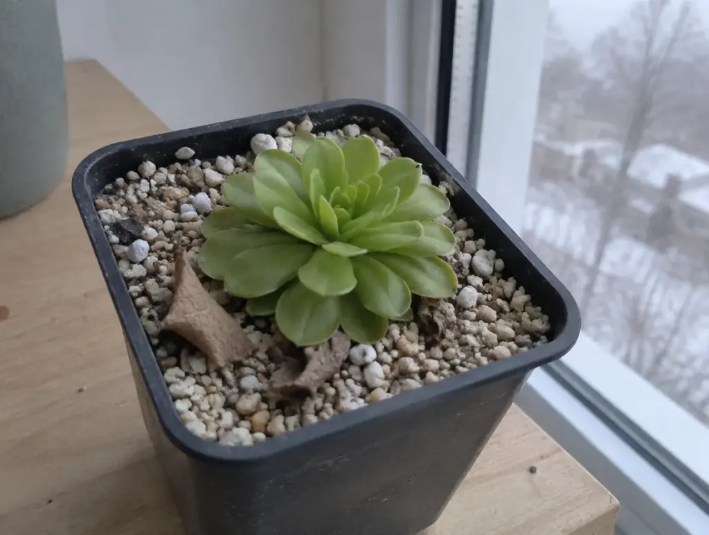 Kompakte, fleischige grüne Winterrosette einer mexikanischen Pinguicula in einem schwarzen Topf mit hellem mineralischem Substrat aus Perlit und Grit am Fenster, daneben vertrocknete Altblätter