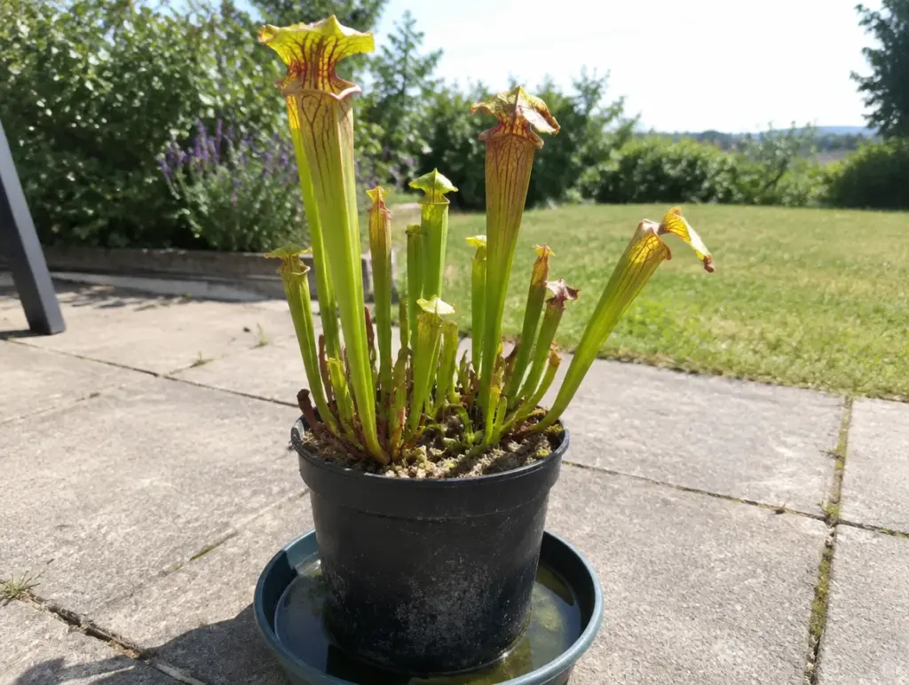 Sarracenia mit hohen grün-gelben Schläuchen in einem schwarzen Topf, der in einem Untersetzer mit Wasser steht, auf einer sonnigen Terrasse vor Rasen und Hecke