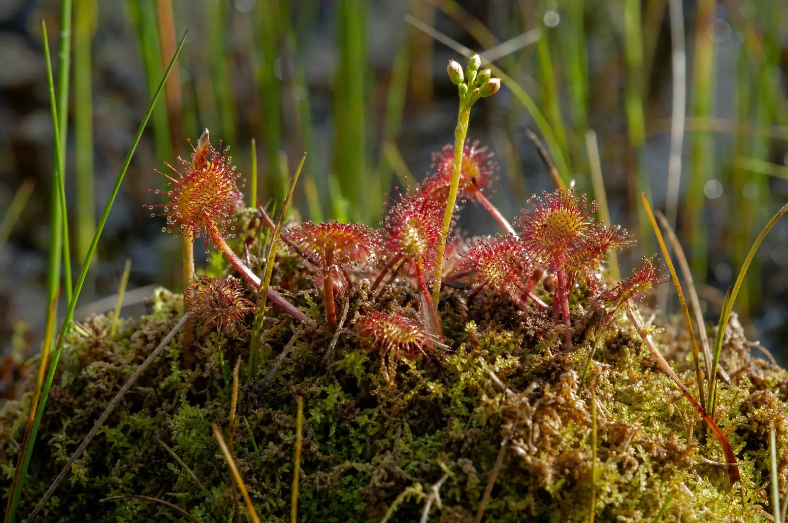 Sonnentau mit tautropfenbesetzten roten Blättern und Blütenknospen auf einem Bult aus Torfmoos im Moor