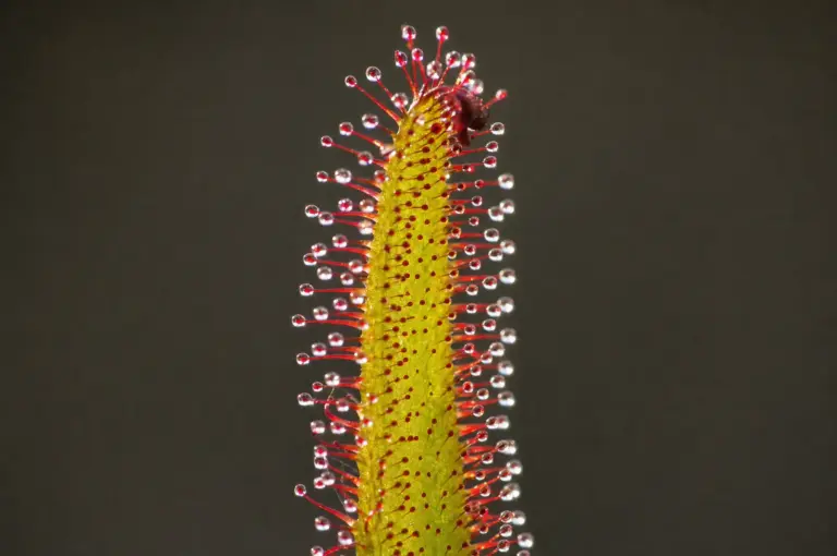 Sonnentau-Blatt mit glänzenden Schleimtropfen an den roten Tentakeln