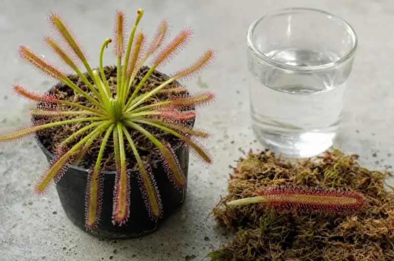 Kap-Sonnentau im Topf, daneben ein abgeschnittenes Blatt auf Torfmoos und ein Glas mit Wasser