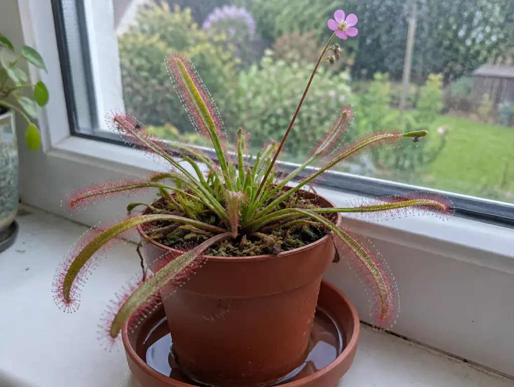 Kap-Sonnentau (Drosera capensis) mit langen schmalen Blättern voller rot getönter Klebetropfen und einem rosa Blütenstiel in einem terrakottafarbenen Plastiktopf, der in einem Untersetzer mit Wasser auf einer Fensterbank steht