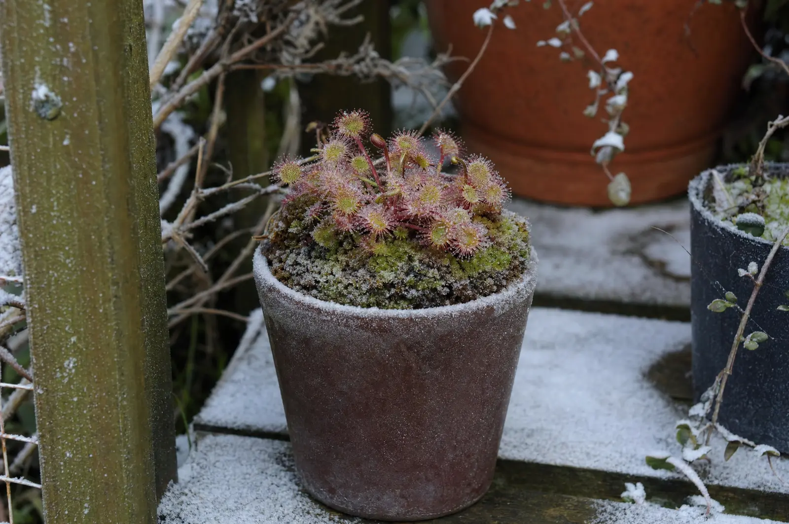Sonnentau im Topf auf einem Regal im winterlichen Garten, Moos und Topfrand mit Raureif überzogen