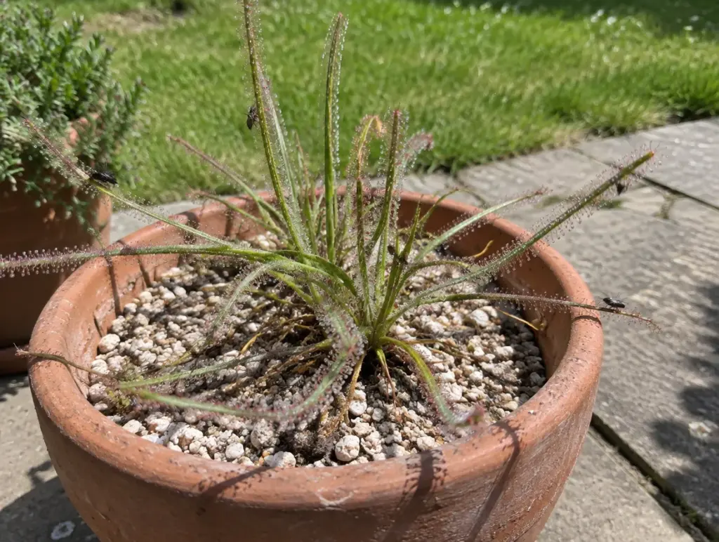 Taublatt (Drosophyllum lusitanicum) mit langen schmalen, taubesetzten Blättern in einem großen Terrakottatopf auf einer sonnigen Terrasse, auf dem Substrat eine helle Schicht aus Bims und Sand, einige kleine Fliegen kleben an den Blättern