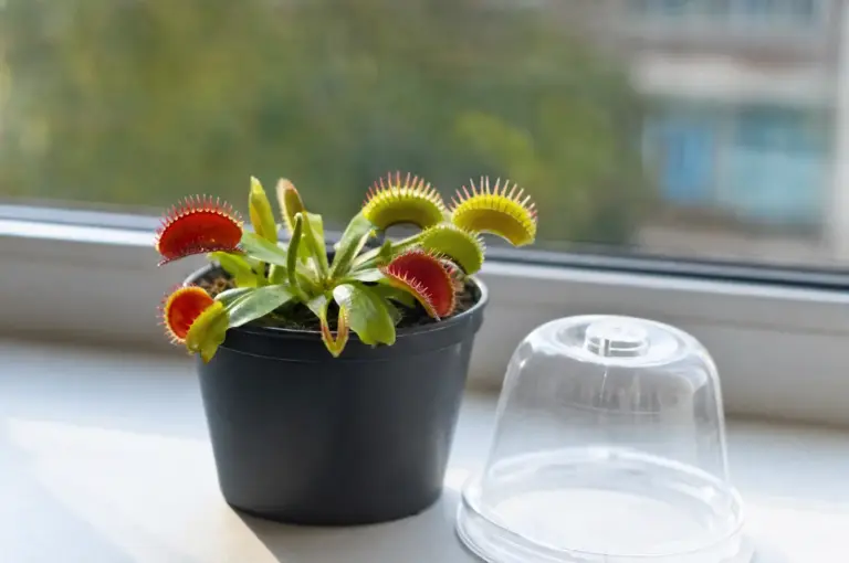 Venusfliegenfalle im Topf auf einer Fensterbank neben einem abgenommenen durchsichtigen Plastikhäubchen