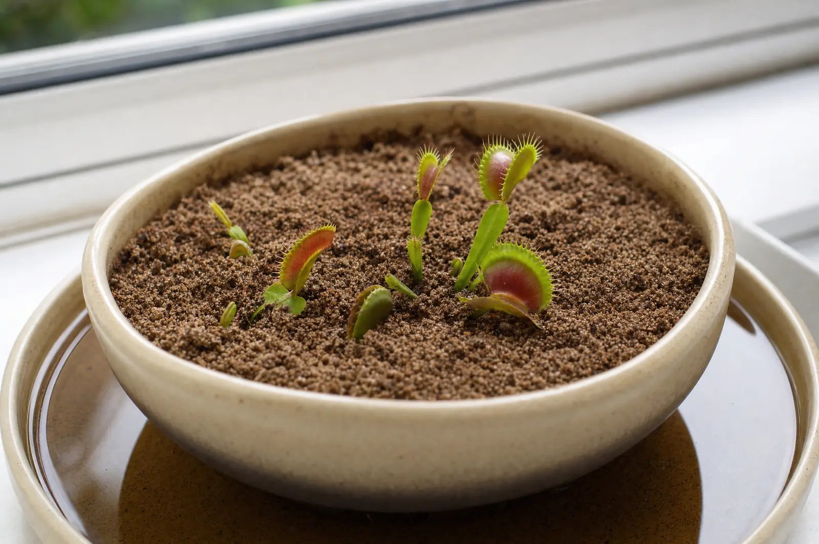 Kleine Venusfliegenfallen in einer flachen Schale mit sandigem Substrat, die in einer Wasserschale auf einer Fensterbank steht