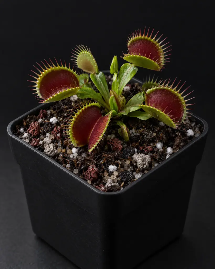 Venusfliegenfalle (Dionaea muscipula) in mineralischem Karnivoren-Substrat mit Perlite, Lava und Bims