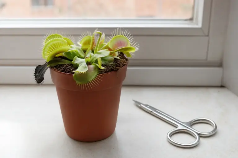 Venusfliegenfalle im Topf auf einer Fensterbank mit einem schwarzen abgestorbenen Blatt, daneben eine kleine Schere