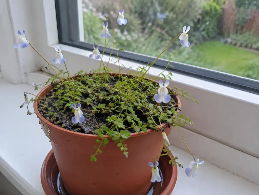 Landlebender Wasserschlauch (Utricularia) in einem terrakottafarbenen Plastiktopf auf einer Fensterbank, über dem Teppich aus kleinen grünen Blättern stehen viele zarte weiß-hellblaue Blüten an dünnen Stielen, der Topf steht in einem Untersetzer mit wenig Wasser