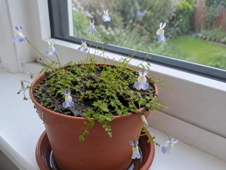 Landlebender Wasserschlauch (Utricularia) in einem terrakottafarbenen Plastiktopf auf einer Fensterbank, über dem Teppich aus kleinen grünen Blättern stehen viele zarte weiß-hellblaue Blüten an dünnen Stielen, der Topf steht in einem Untersetzer mit wenig Wasser