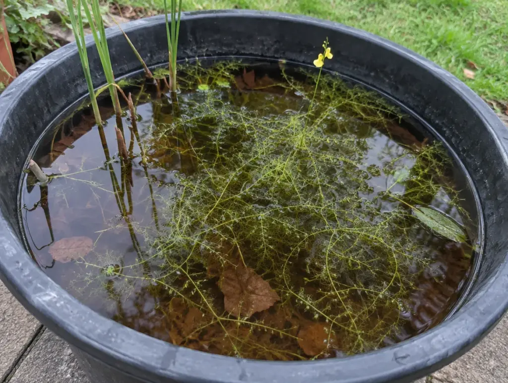 Große dunkle Kunststoffwanne mit bräunlichem Regenwasser auf einer Terrasse, darin ein dichtes Geflecht feiner grüner Wasserschlauch-Triebe, einzelne Schilfhalme, braunes Falllaub am Boden und ein gelber Blütenstiel über der Wasserfläche